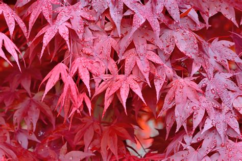 何樹|モミジ・カエデの種類を知ろう！紅葉の色や葉や実の形など見分。